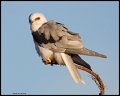 _4SB9832 white-tailed kite